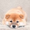 からあげ profil fotoğrafı