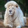 donizzy profil fotoğrafı