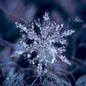 Copito de Nieve profil fotoğrafı