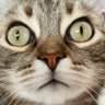 Profilbild von ImposThor