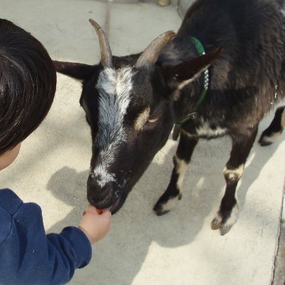 pakuchi0823's profile picture