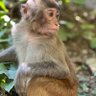 满山猴子我腚最红 profil fotoğrafı
