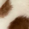 ねこ好きの人 的头像