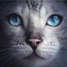 Gato-noctámbulo 的头像