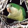 Cotorrota's profile picture