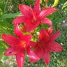 Фото профиля ❥ ℂ𝕙𝕠𝕦ℂ𝕙𝕠𝕦 ღ~(◠‿◕✿)