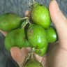 Hangrylooney 的头像