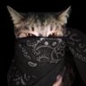 Profilbild von cat