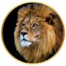 أسد profil fotoğrafı