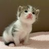 Profilbild von Cattio