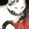 whiteyedcat yakinikween ♡ 🇵🇸🍉 profil fotoğrafı