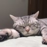 小龙猫 profil fotoğrafı