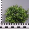 BUSH BUSH 的头像