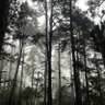 Tanjiro profil fotoğrafı