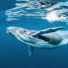 TERU Blue whale🐋🌊 的头像