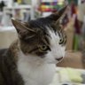Profilbild von ねこちゃん😺