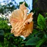 Sunil Kakoty's profile picture
