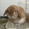 黄帽さん's profile picture