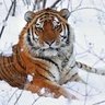 Tiger profil fotoğrafı