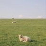 I dream about sheep 的头像