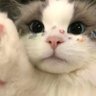 Asara_'s profile picture