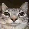XFN's profile picture