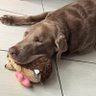 Profilbild von Susie Milian