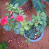 ரவிச்சந்திரன் profil fotoğrafı