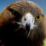 Фото профиля Akif Polat 🦅