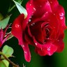 🥀Aryan Raj🌹's profile picture