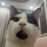 MALAMAT's profile picture