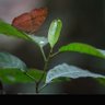 Bally muhiya profil fotoğrafı