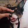 firulais profil fotoğrafı
