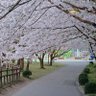 Profilbild von 桜 紅葉