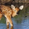 River Deer 的头像
