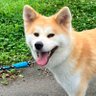 秋田犬『あやめ』's profile picture