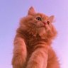 randa's profile picture