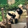 luzhenhaobushibenren's profile picture