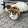 アユ猫🐈🐠's profile picture