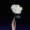lie's profile picture