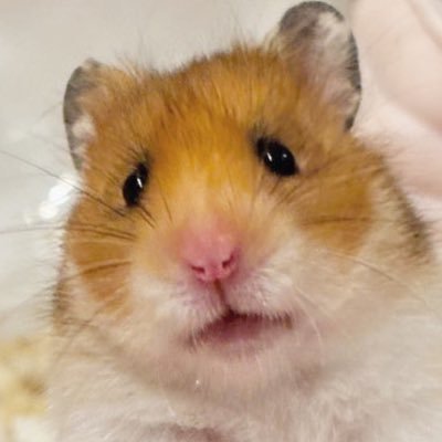 みるくぷりん's profile picture