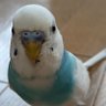 そらいろのよだれかけ's profile picture
