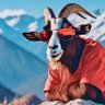 RED_GOAT's profile picture