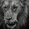 Nyani Wazee's profile picture