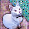 el gato güero profil fotoğrafı