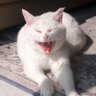 Marguerite's profile picture