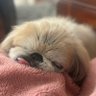 まちゅ(•ө•)♡ profil fotoğrafı
