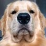 Ritesh scalzo profil fotoğrafı