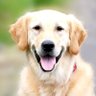 TheWorldsCutestAnimals's profile picture