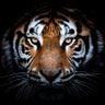 Indian Tiger 🐾 🐯 的头像